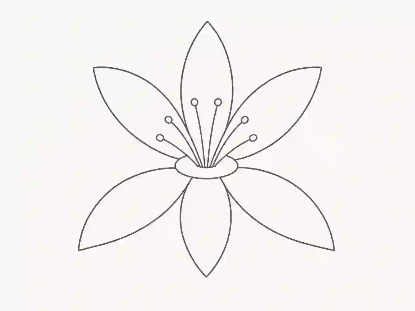 flower lily drawing