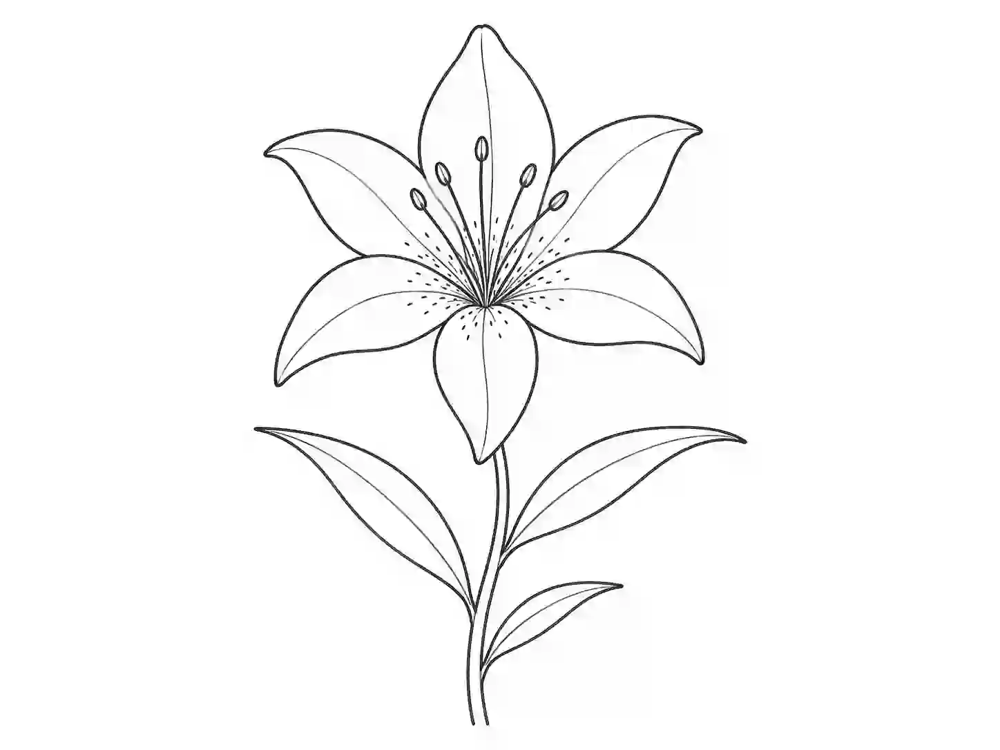 flower drawing lily
