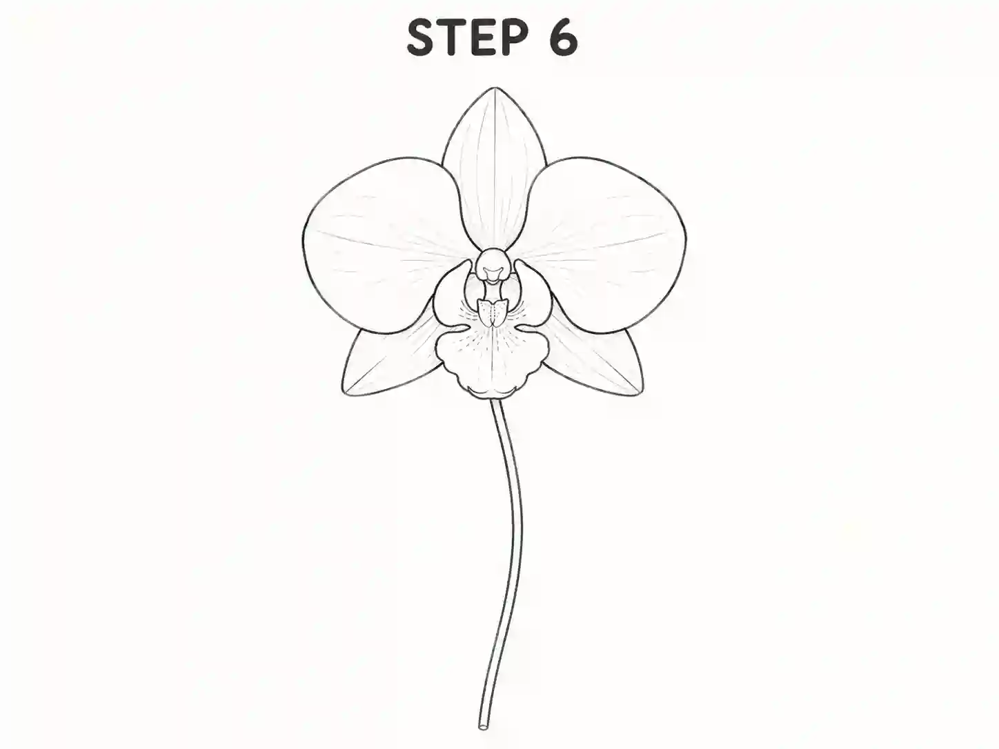 drawing orchid