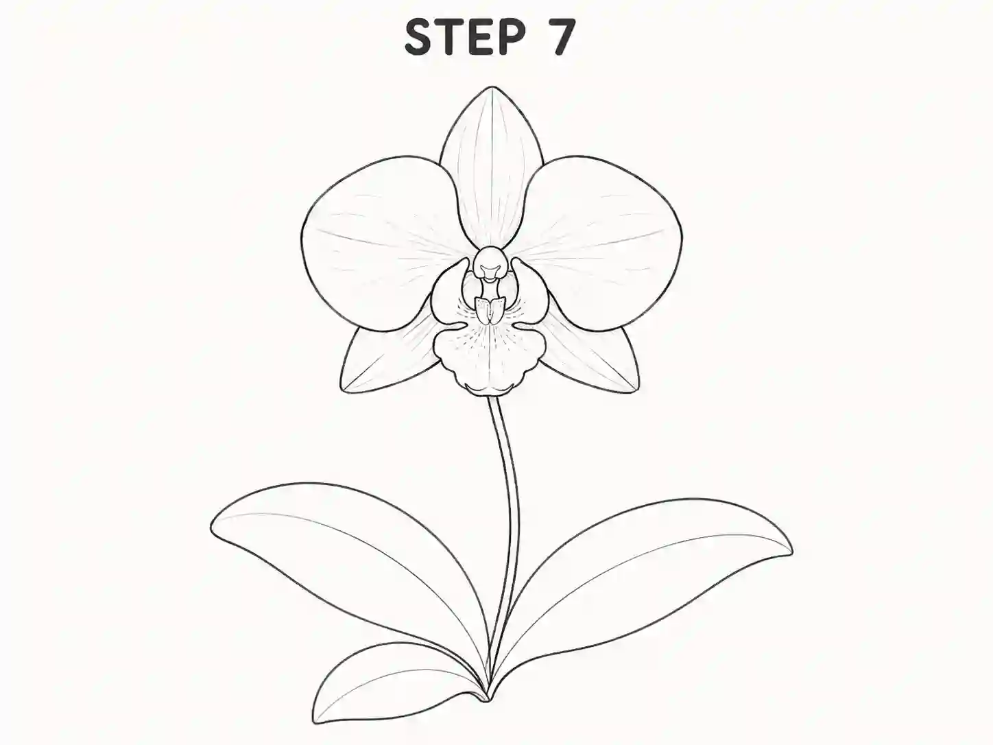 orchid leaves drawing