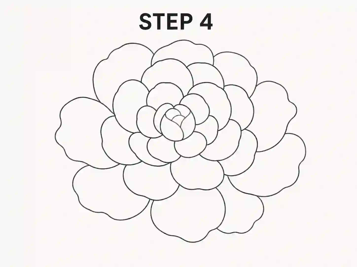 peonies drawing