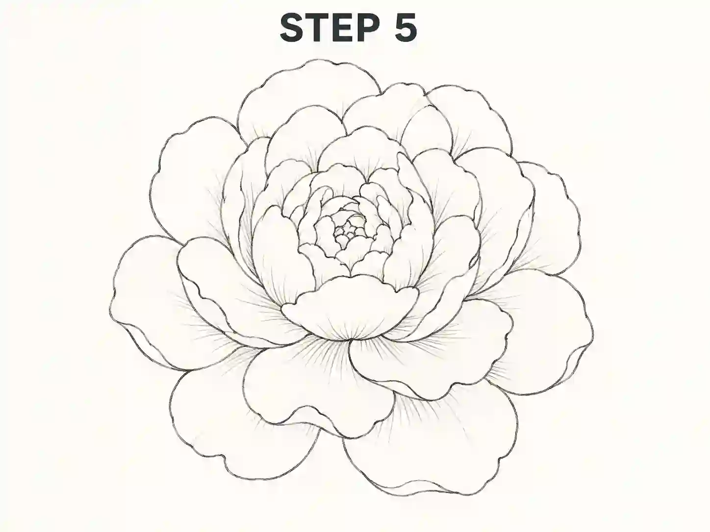 peony pencil drawing