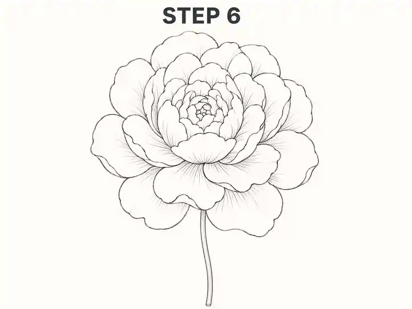 drawing peony