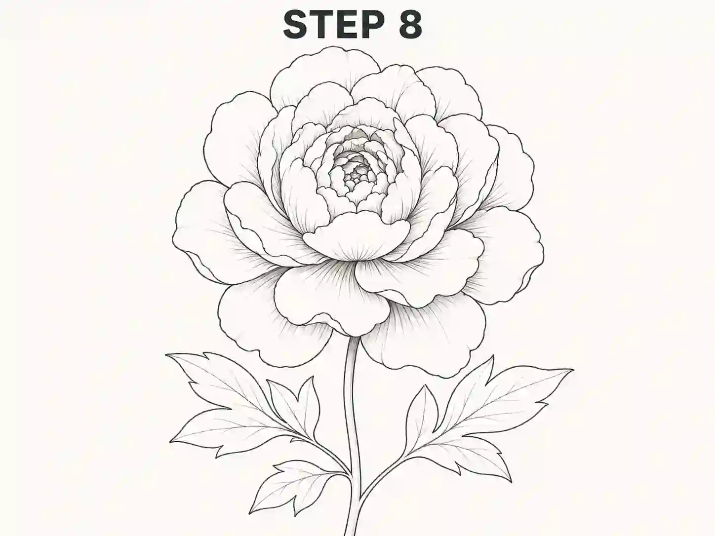 easy step by step peony drawing