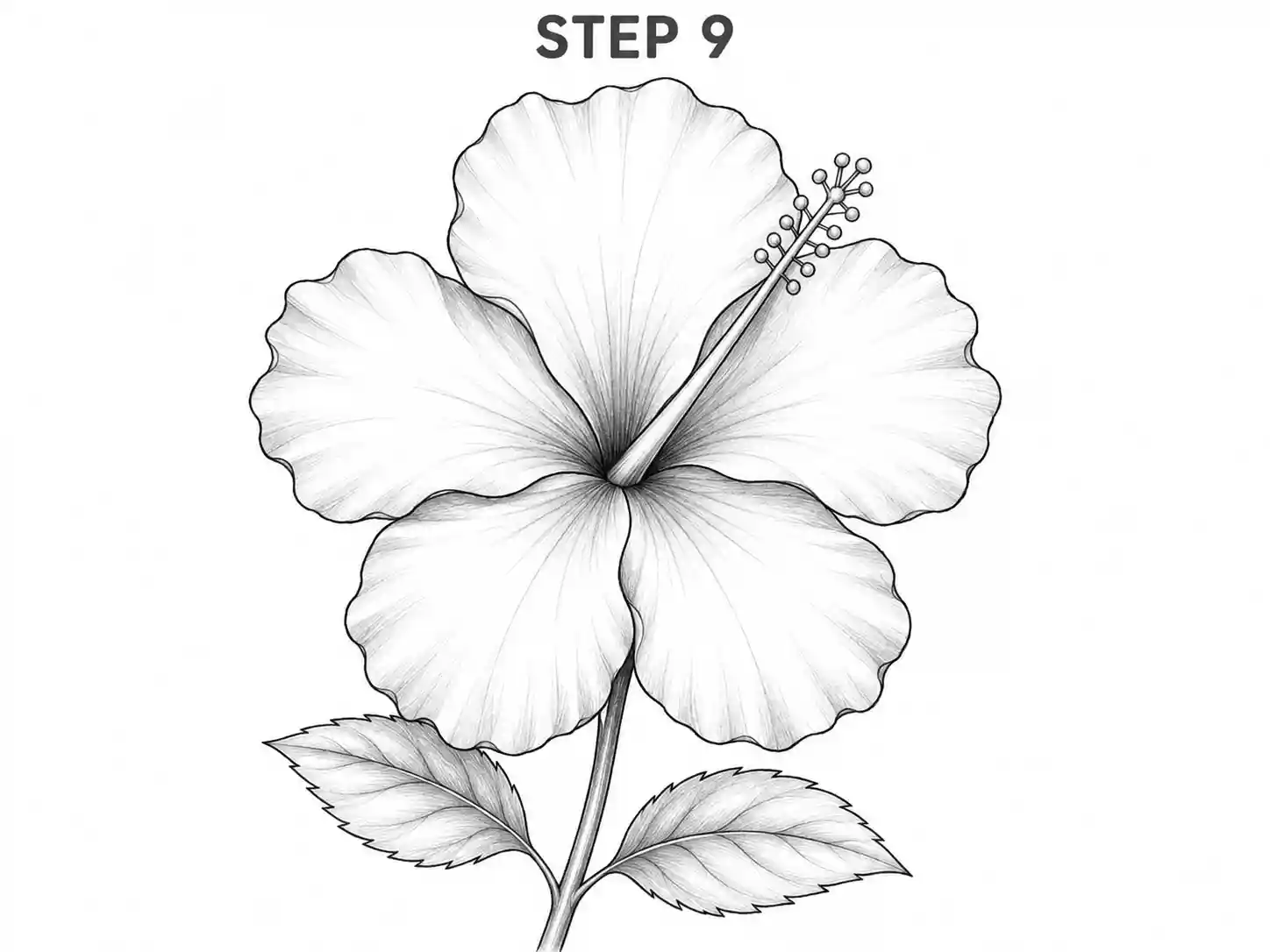 easy hibiscus flower drawing Hibiscus Flower Drawing