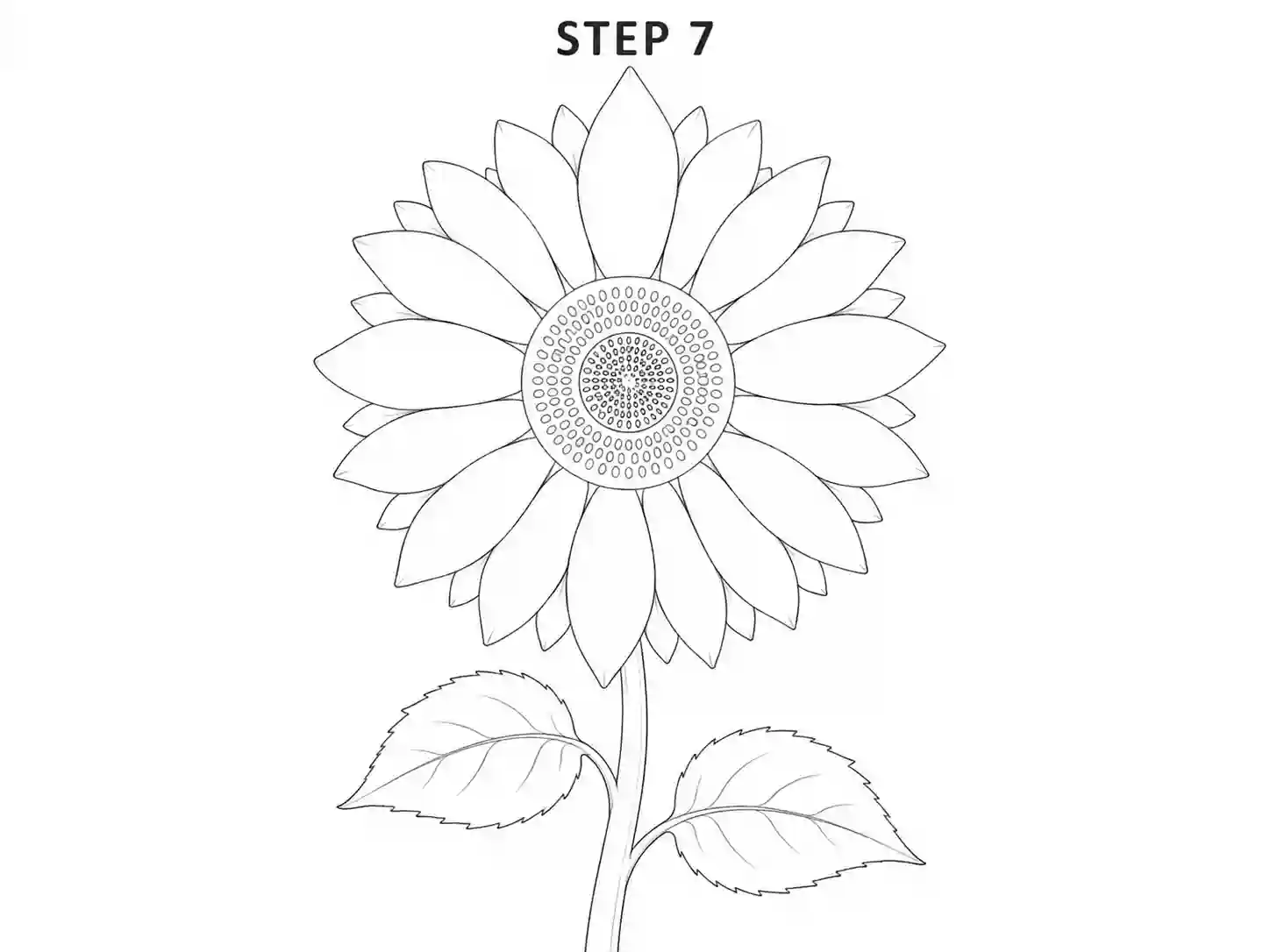Draw the sunflower stem and leaves