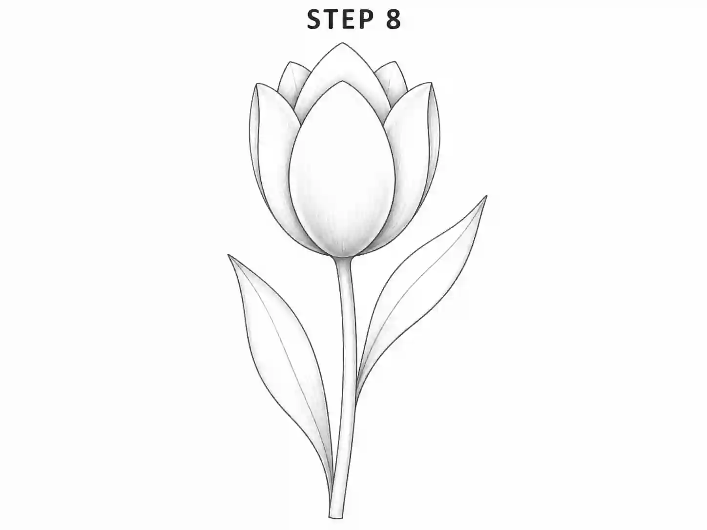 easy tulip drawing Tulip Drawing